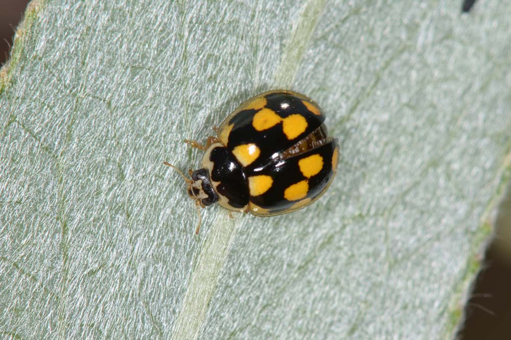 Coccinellidae: Propylea quatuordecimpunctata? S.